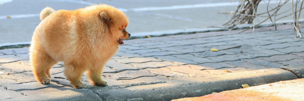 How to Achieve #FurGoals