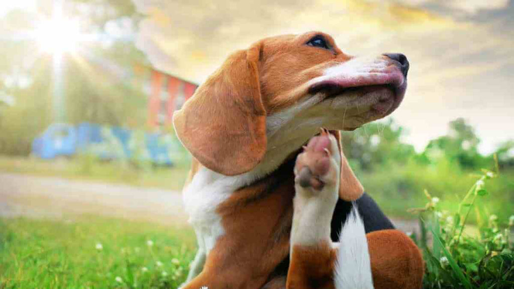 Ways to Prevent your Dog from Dry Skin and Discomfort