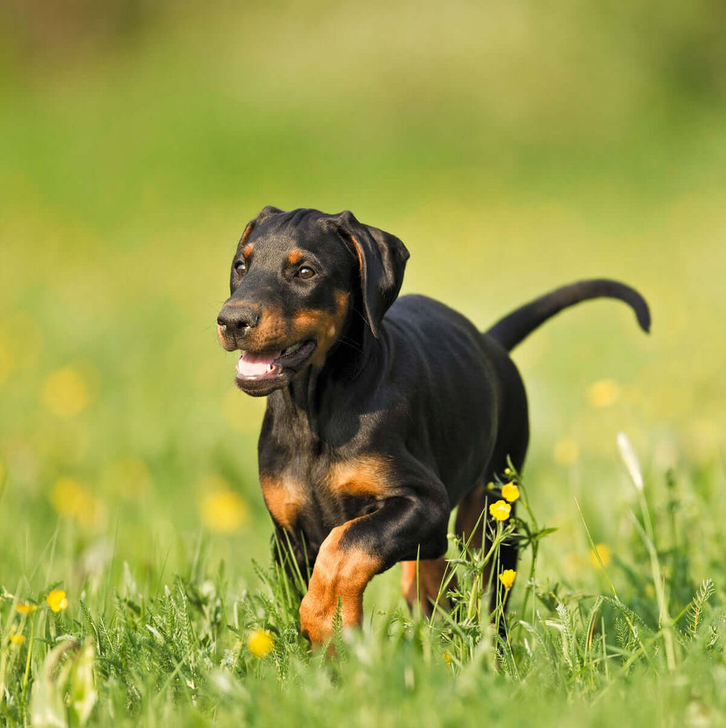 6 INGREDIENTS TO AVOID IN YOUR DOG GROOMING PRODUCTS