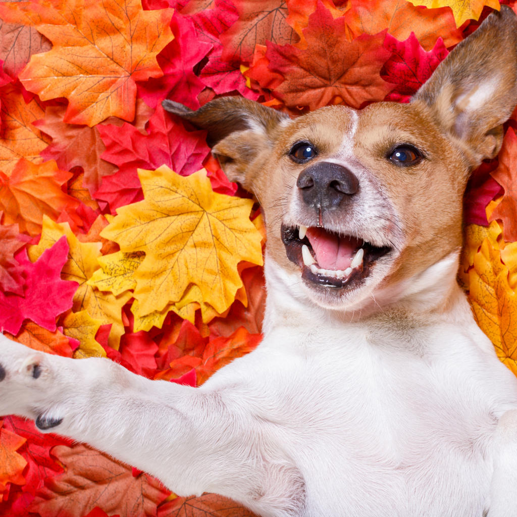 How to Care for Your Dog's Fur Through Changing Seasons